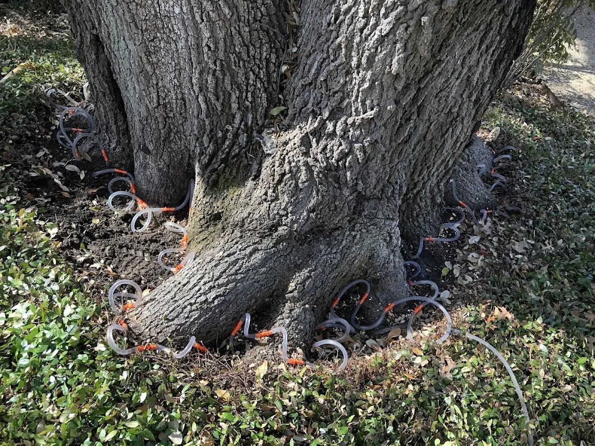 Detailed Tree Cabling and Bracing job site in Cylinder