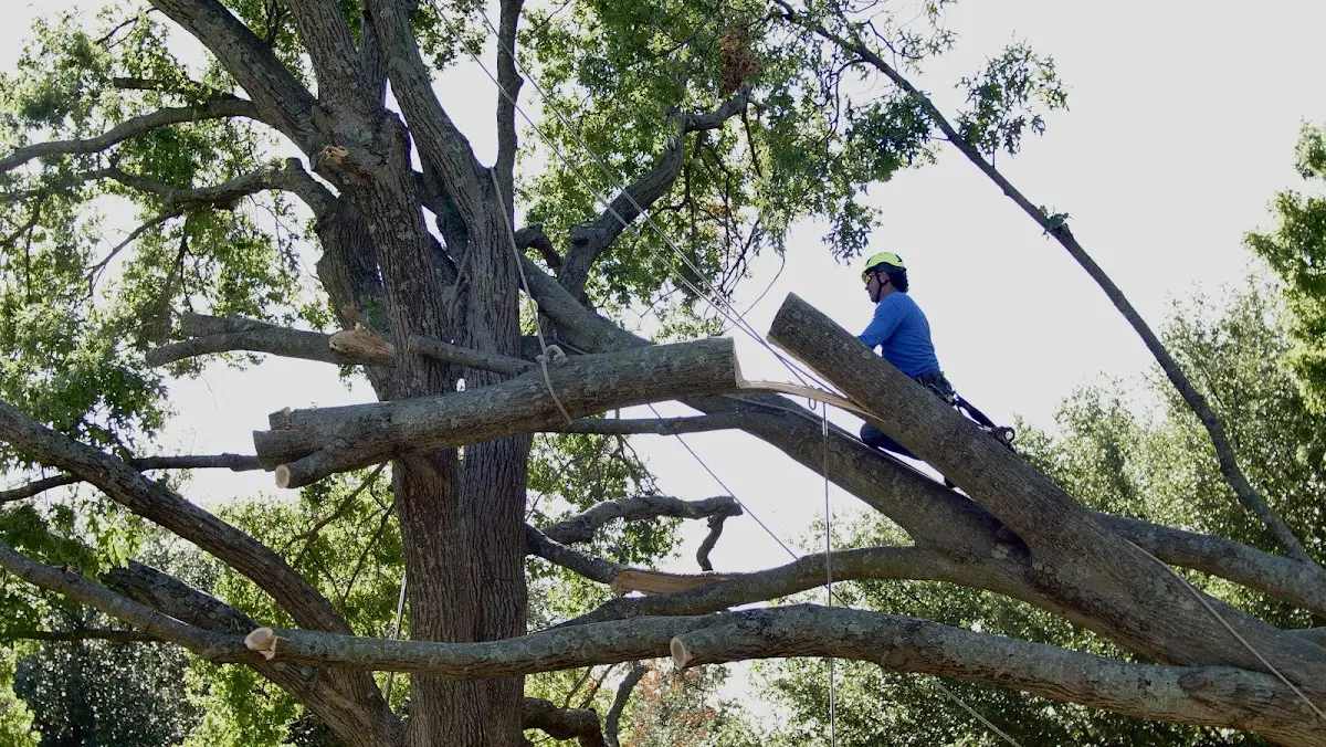 Professional Hazardous Tree Removal performed by certified arborists in Cylinder