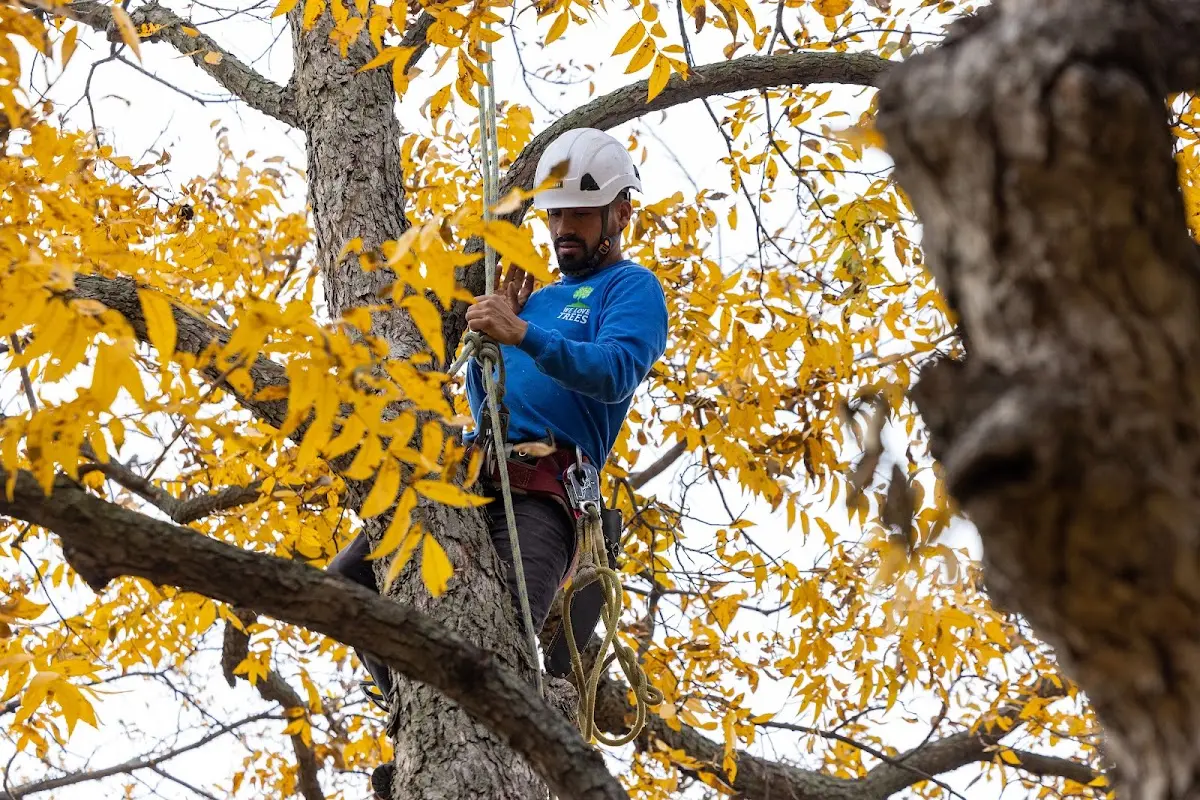Skilled Storm Damage Cleanup crew working in Cylinder